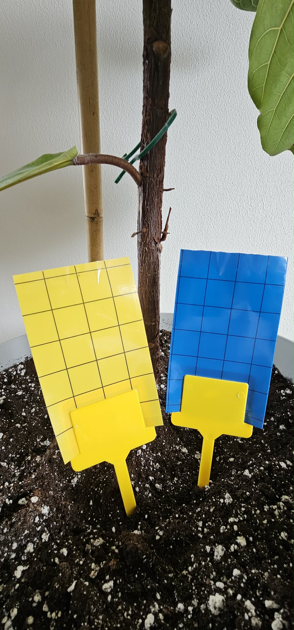 Gule fangstplader 12,5x7,5cm